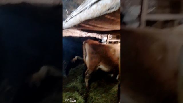 Вопрос ,где покупали Коров Джерси, Ответ