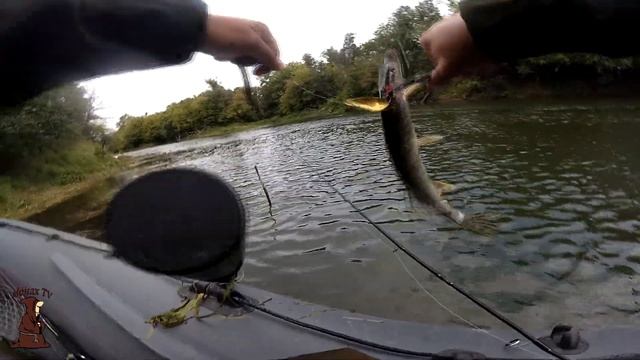 Трофейный Голавль на донку с живцом или как поймать голавля на реке смотреть онлайн