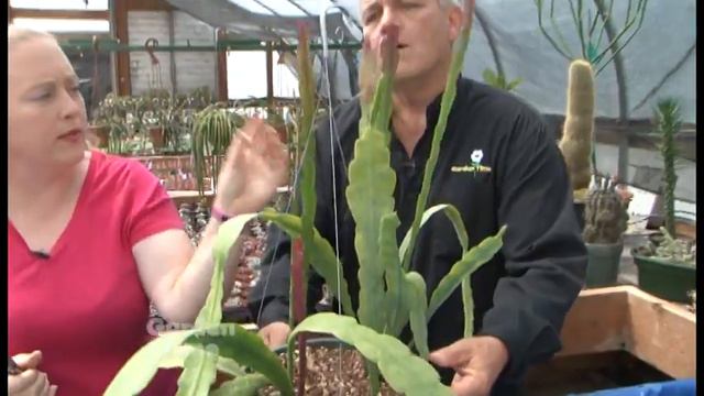 Pruning Cactus смотреть онлайн