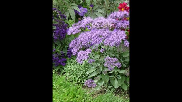 ТРАХЕЛИУМ (TRACHELIUM) сем. Колокольчиковые смотреть онлайн