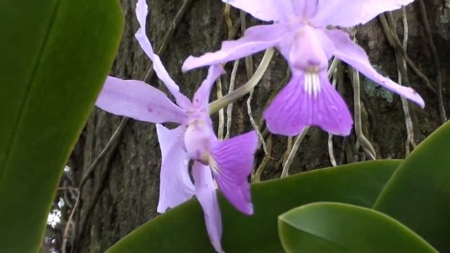 ESPÉCIES ORQUIDEAS, BRASSOLAELIA, ORQUÍDEA CATTLEYA WALKERIANA, ORQUÍDEAS EM ÁRVORES, PHALAENOPSIS. смотреть онлайн