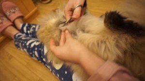 ? Как выстричь колтуны у кошки?