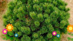 Сосна горная Мопс (Mops). Краткий обзор, описание характеристик, где купить саженцы