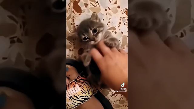 Приколы с животными 2024 смотреть онлайн