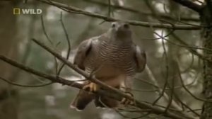 Хищные птицы