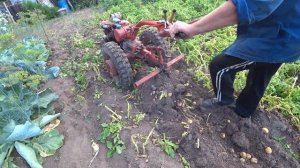 Самодельная картофелекопалка на мотоблок. МТЗ-05