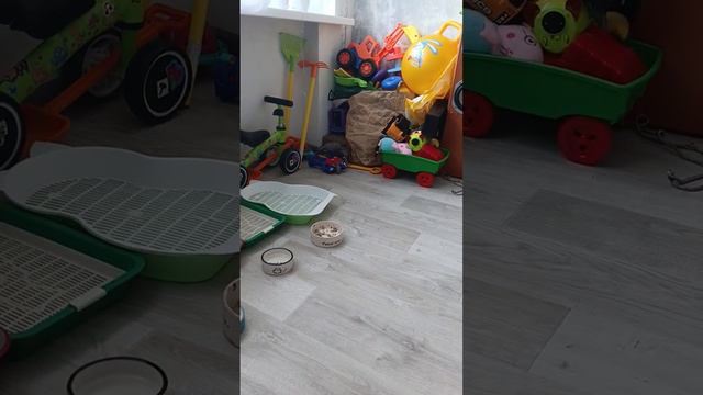 Дончата играют сами по себе, смешные малыши
