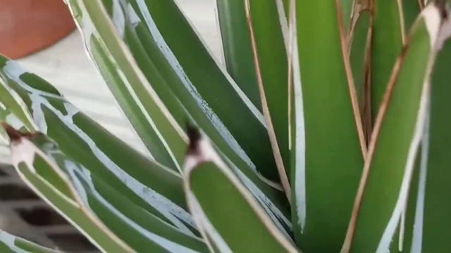 AGAVE VICTORAE - REGINAE, ROYAL AGAVE SUCCULENT смотреть онлайн