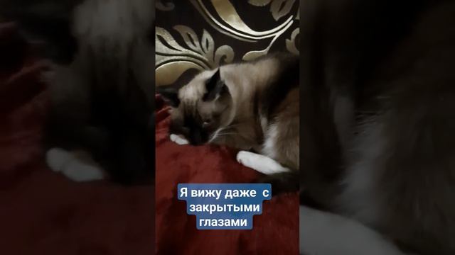 #лунка #любимка #игра #тайская #рекомендации #отдых #красота