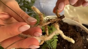 Давалия - папоротник с паучьими лапками