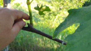 Пасынки на Винограде. Как удалять пасынки? Пасынкование Винограда.