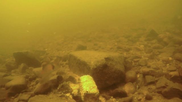 Красная синявка в реке Амур. Подводная съёмка смотреть онлайн