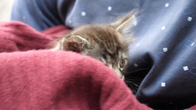 Baby Kitten By a Carton Box ? Abandoned in the street Waiting For Someone To Save and Feed it смотреть онлайн