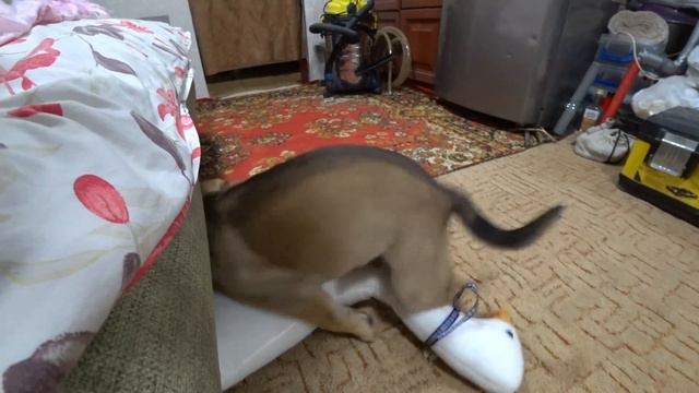 Пэкс и гусь. Назад в прошлое. смотреть онлайн