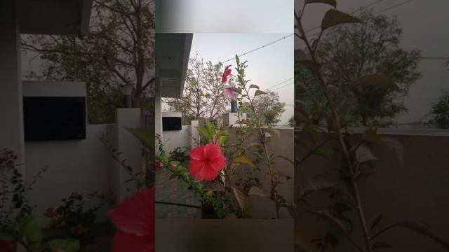 Hibiscus in my Garden смотреть онлайн