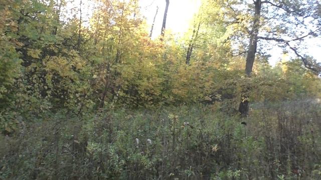 Осенний Видеосюжет Конец Сентября Начало Октября.От 20 09 2023 г.