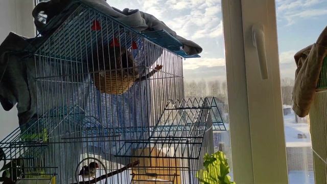 Зебровые амадины кушают салат смотреть онлайн