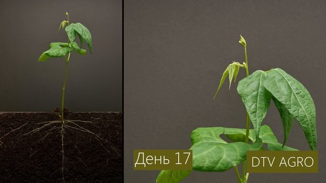 Бобовые, рост за 25 дней | поперечное сечение почвы смотреть онлайн