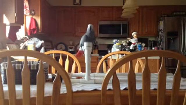 African Grey Parrot Delilah Talking