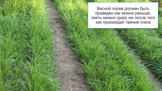Рожь как сидерат Обязательно посадите для улучшения почвы смотреть онлайн