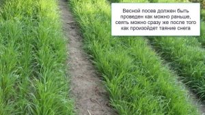 Рожь как сидерат  Обязательно посадите для улучшения почвы