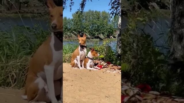 Басенджи на отдыхе, нигде не скрыться от папарацци🤩 смотреть онлайн