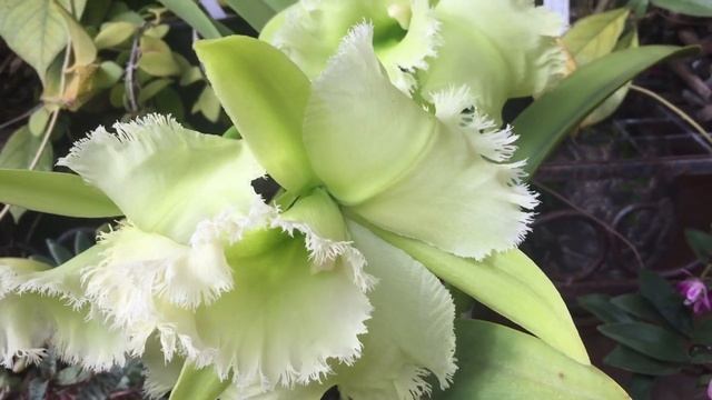 Потерянное Зимнее Видео. Blc. Golf Green 'Hairy Pig'. Волосатая Свинья. Lc. Bella. С Наступающим❣ смотреть онлайн