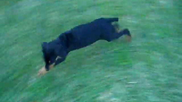 Doberman pup, 6 weeks смотреть онлайн