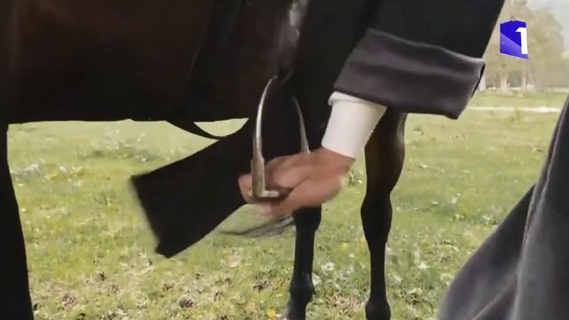 карачаевская порода лошадей очень выносливая древняя порода #къ#лошади#caucasus смотреть онлайн