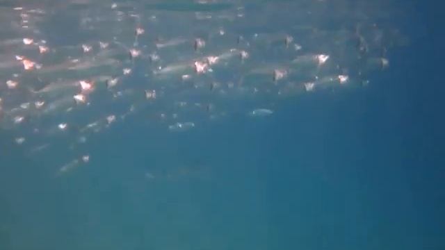 южноазиатская тропическая скумбрия в Sharm el Arab MVI 4017 смотреть онлайн