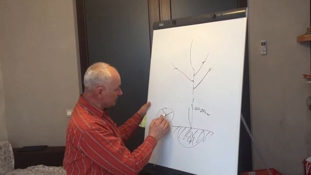 Схема разреженно ярусной формировки плодового дерева смотреть онлайн