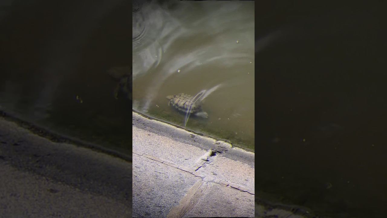 ЭТО ВОДИТСЯ в МОСКВА-РЕКЕ #рыбалка #москва #москварека #спиннинг #окунь #черепахa #голавль #город смотреть онлайн