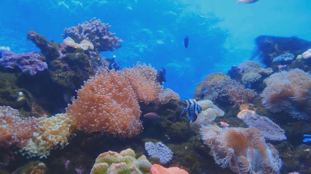 Чарующая природа и великолепная музыка для спокойствия