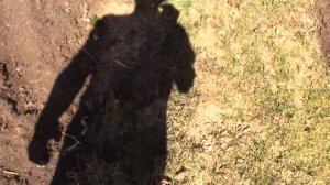 прививки на тёрн сливы через 2 года