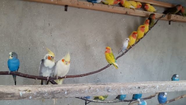 попугаи неразлучники фишера. розовощекие неразлучники.зебрики смотреть онлайн