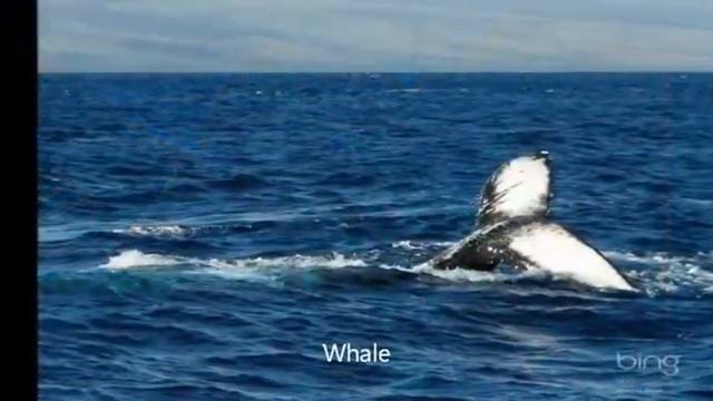 ПЛАНЕТА ЗЕМЛЯ