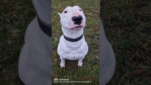 Бультерьер Чижик я🤣 смотреть онлайн