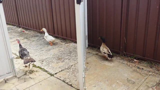 Two geese and one turkey смотреть онлайн