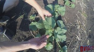 Прищипывание дынь и несколько простых правил выращивания