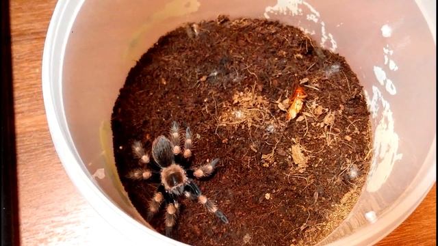 Brachypelma smithi L7 в новой шкурке смотреть онлайн
