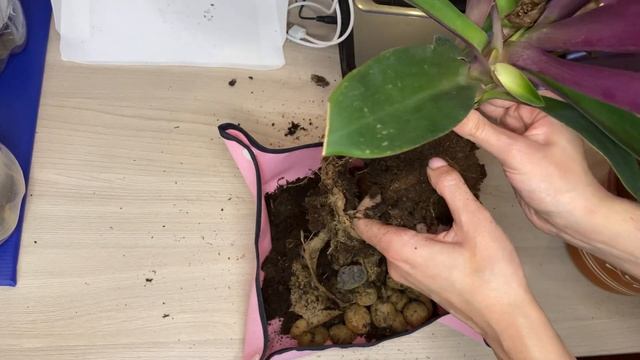 Пересадка Рео в грунт TerraPON // Tradescantia Spathacea in TerraPON soil // Традесканция Рео дома смотреть онлайн