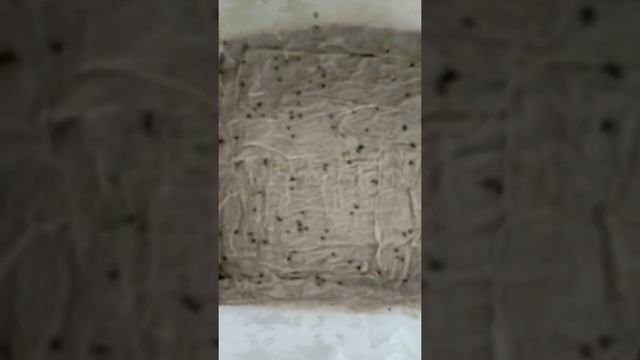 Котовник лимонный, посев на рассаду смотреть онлайн
