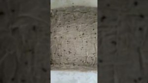 Котовник лимонный, посев на рассаду