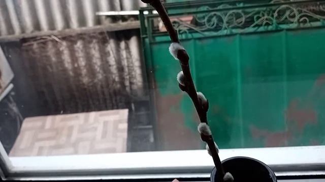 Как вырастить вербу дома. how to grow a willow tree at home смотреть онлайн