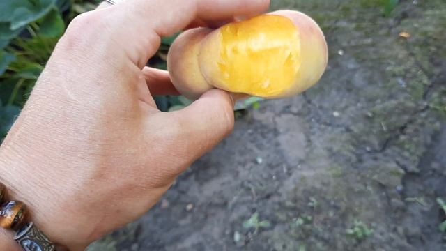 Инжирный Персик первое плодоношение на испытании...