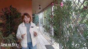 Дача на Юге - Зимовка олеандра в домашних условиях