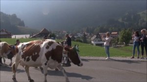 Красивые коровы с колокольчиком, праздник Франция, звуки коровы, природа