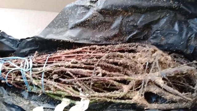 Посилка з трояндами смотреть онлайн