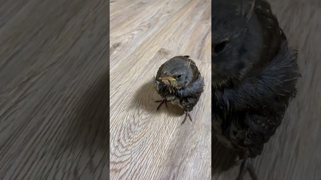 КОРМЛЮ МАЛЕНЬКОГО ПИПИШКУ ? смотреть онлайн