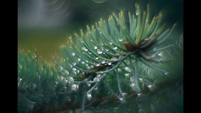 ВОЛШЕБНЫЙ ОБЪЕКТИВ из старого Гелиос 44-2 смотреть онлайн